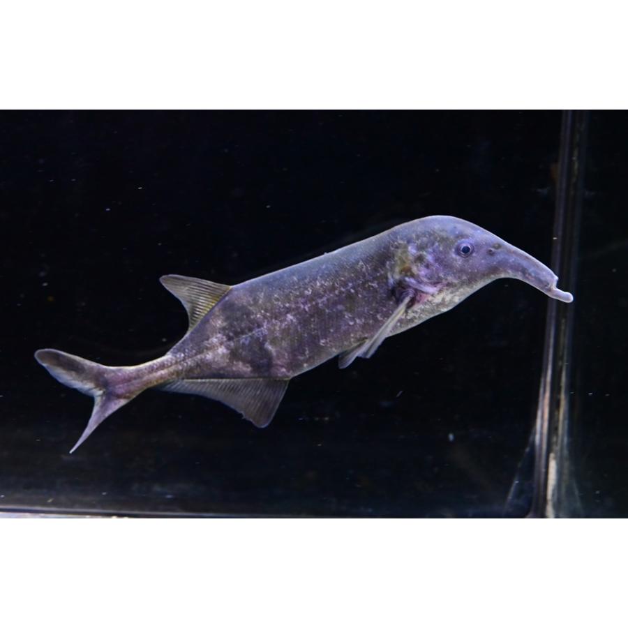 ロングノーズエレファント ”コンゴ” 13cm程 No.2の画像