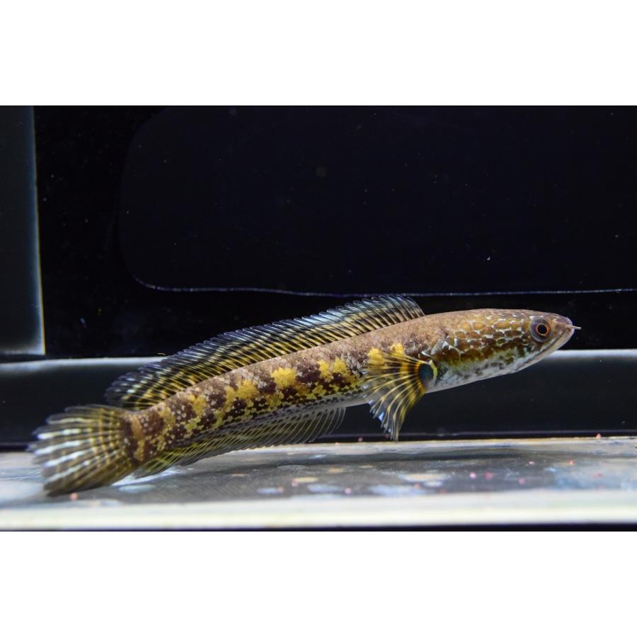 ロングノーズエレファント ”コンゴ” 13cm程 No.2の画像