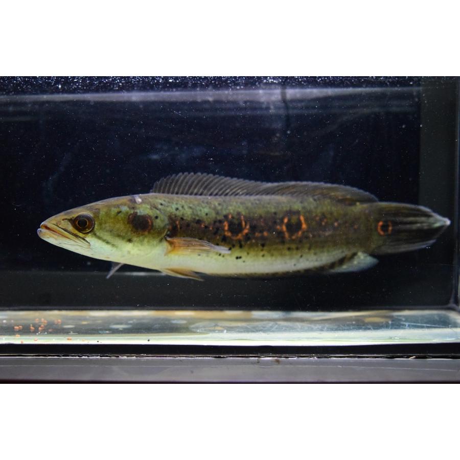 人気ショップ フラワートーマン 30cm オセレイトスネークヘッド 観賞魚生体
