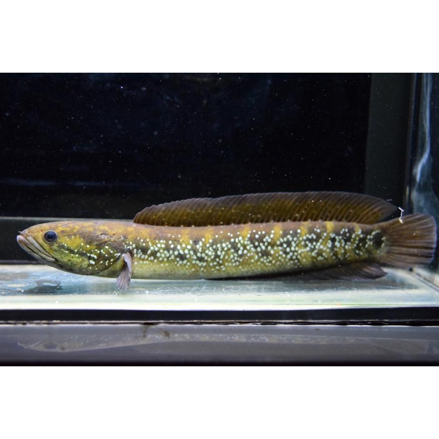 誕生日プレゼント スネークヘッド コウタイ 24 25cm 観賞魚生体 Festivalvivadanca Com Br