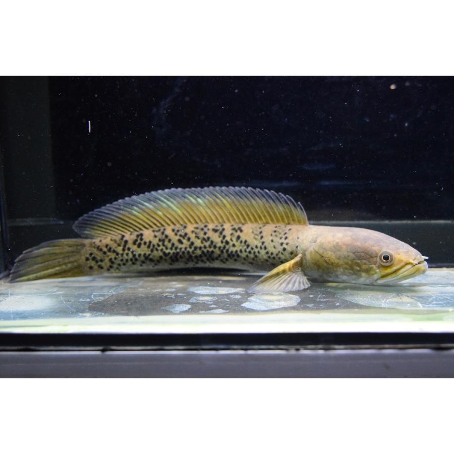 熱帯魚 ﾁｬﾝﾅspﾌﾞﾗｯｸﾀﾞｲﾔﾓﾝﾄﾞ