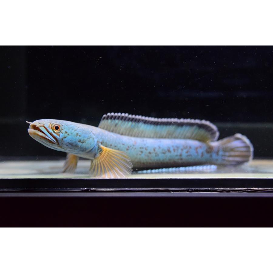 タカラ工業 タカラ ウォータークリーナー 【憩 R】 日本製 TW-591 楽天市場】タカラ ウォータークリーナー 憩R TW-591 (シングル