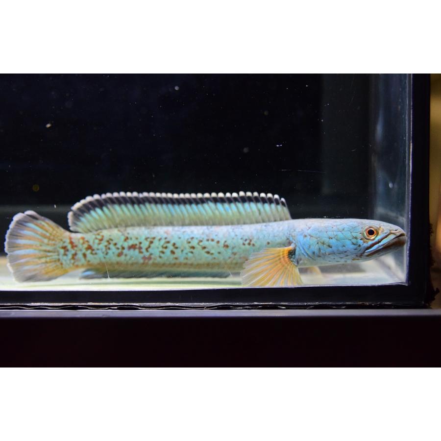 チャンナ・アリストネイ　”インド”　17cm　No.I 