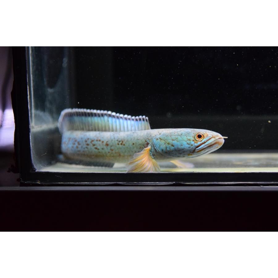 チャンナ・アリストネイ　”インド”　17cm　No.I 