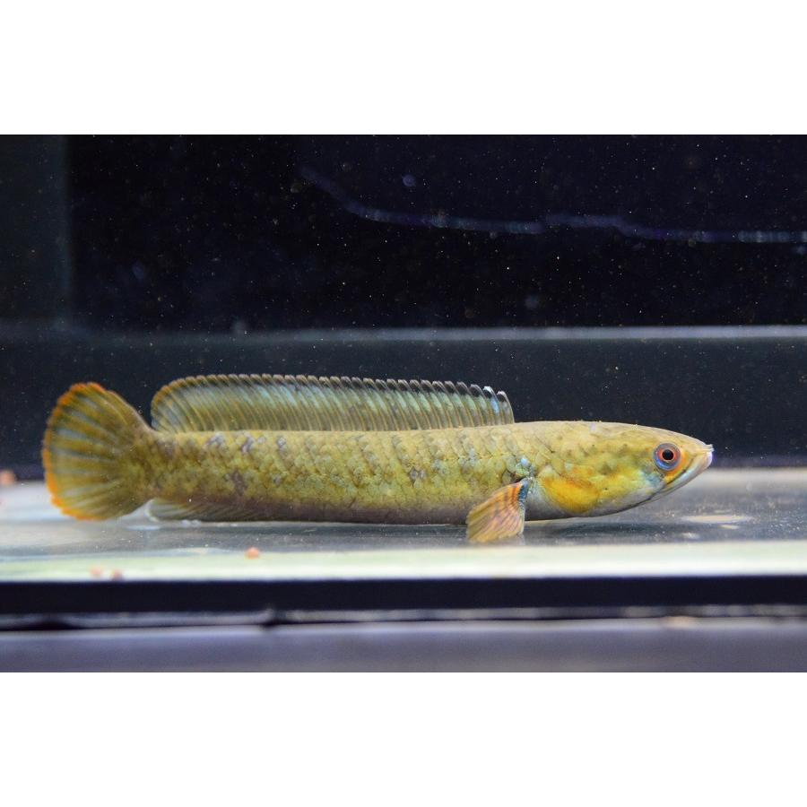 ドワーフスネークヘッド インド 11 13cm Ana519 World Rivers Net 通販 Yahoo ショッピング