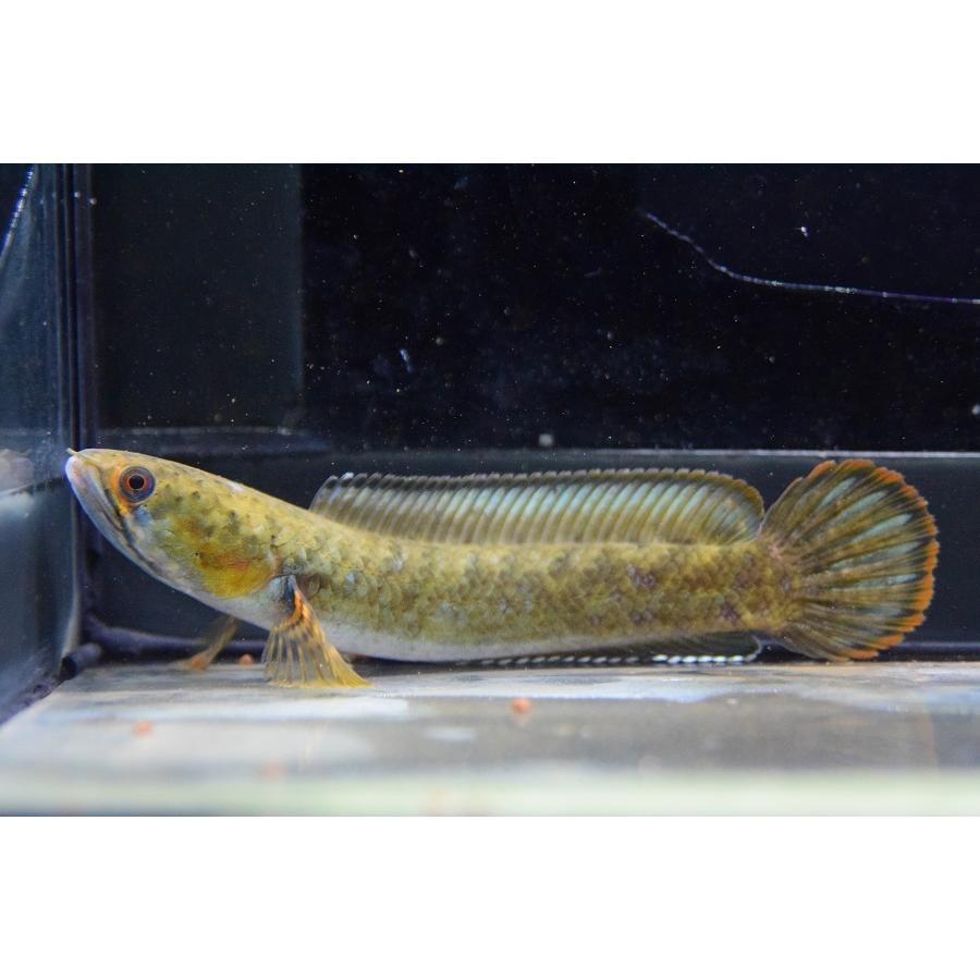 ドワーフスネークヘッド インド 11 13cm Ana519 World Rivers Net 通販 Yahoo ショッピング