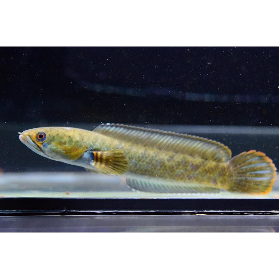 ドワーフスネークヘッド インド 11 13cm Ana519 World Rivers Net 通販 Yahoo ショッピング