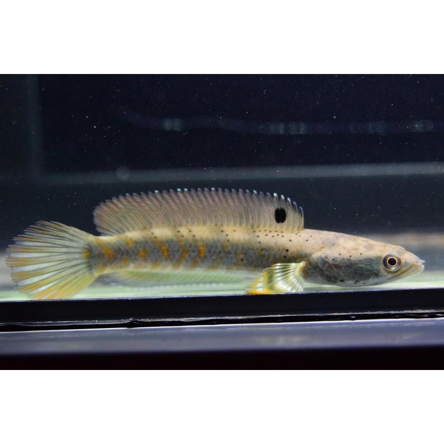 チャンナ プルクラ 12cm No 3 Ana521 World Rivers Net 通販 Yahoo ショッピング