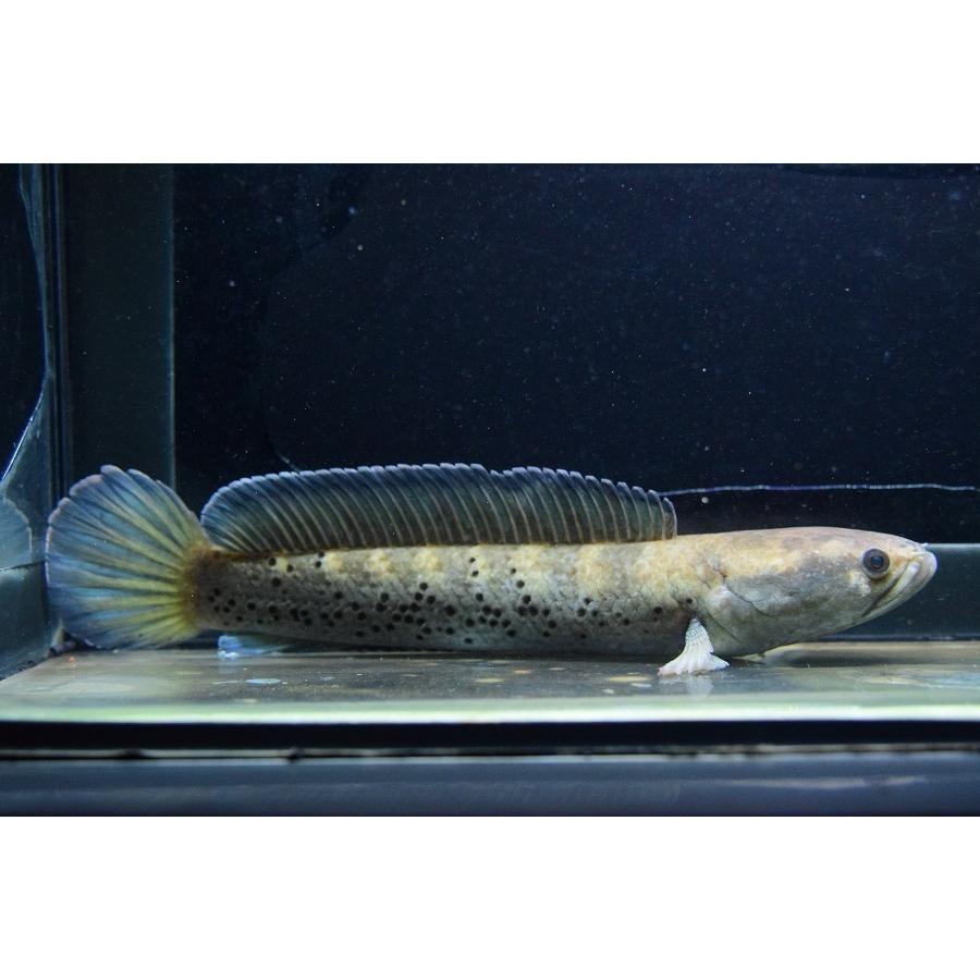 チャンナsp コバルトブルー インド 24cm No 3 熱帯魚 Barrancaspasodelrey Com