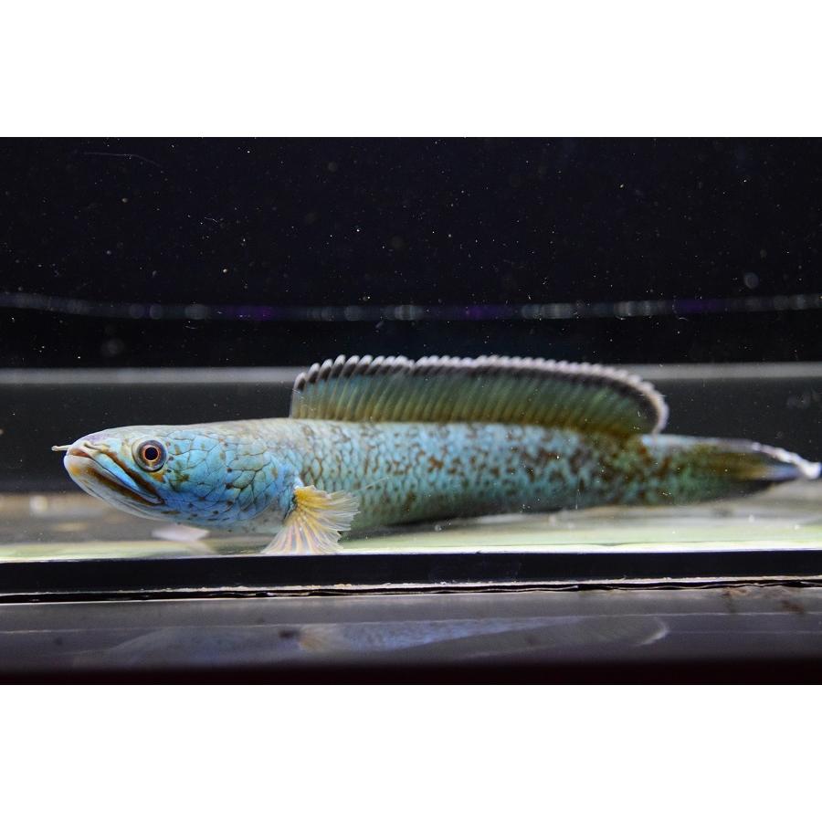 チャンナ・アリストネイ　”インド”　17cm