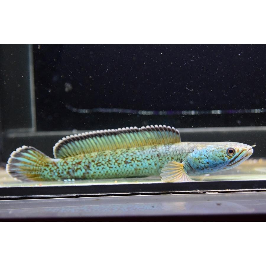 チャンナ・アリストネイ　”インド”　17cm 