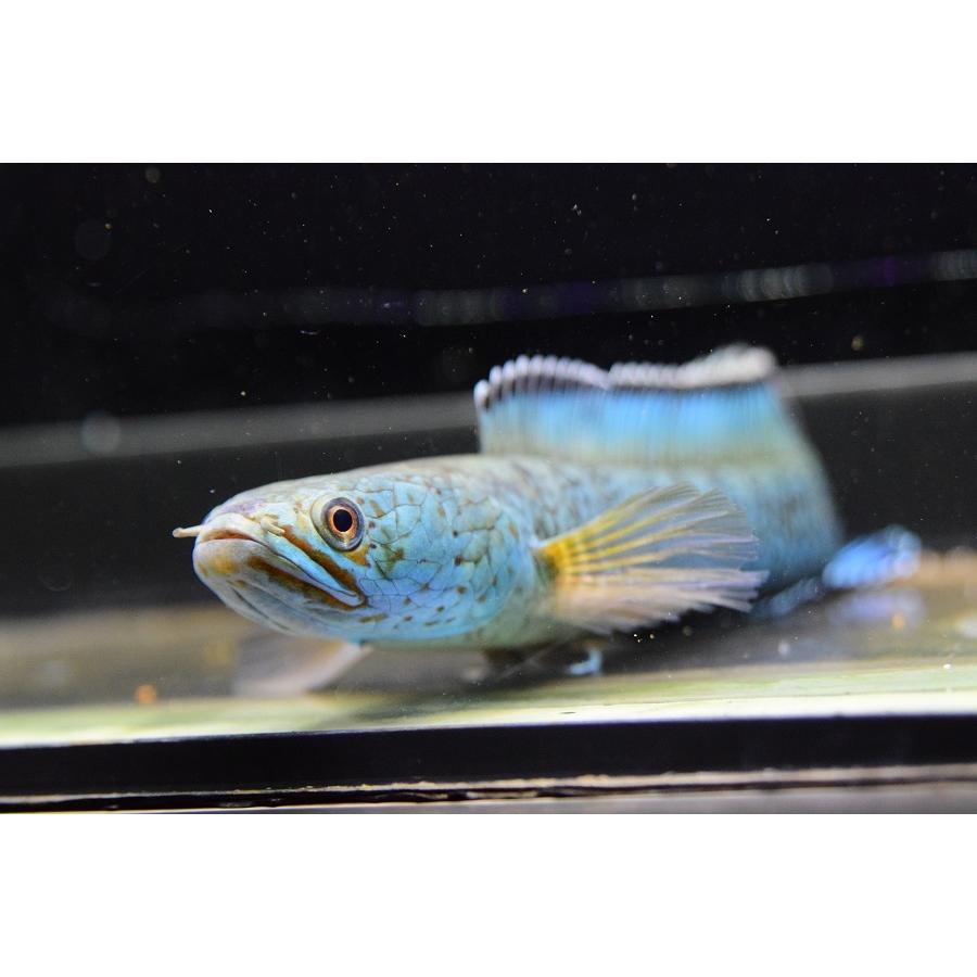 チャンナ・アリストネイ　”インド”　17cm 