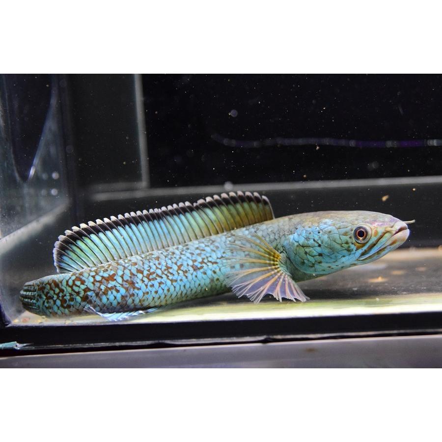 チャンナ・アリストネイ　”インド”　17cm 