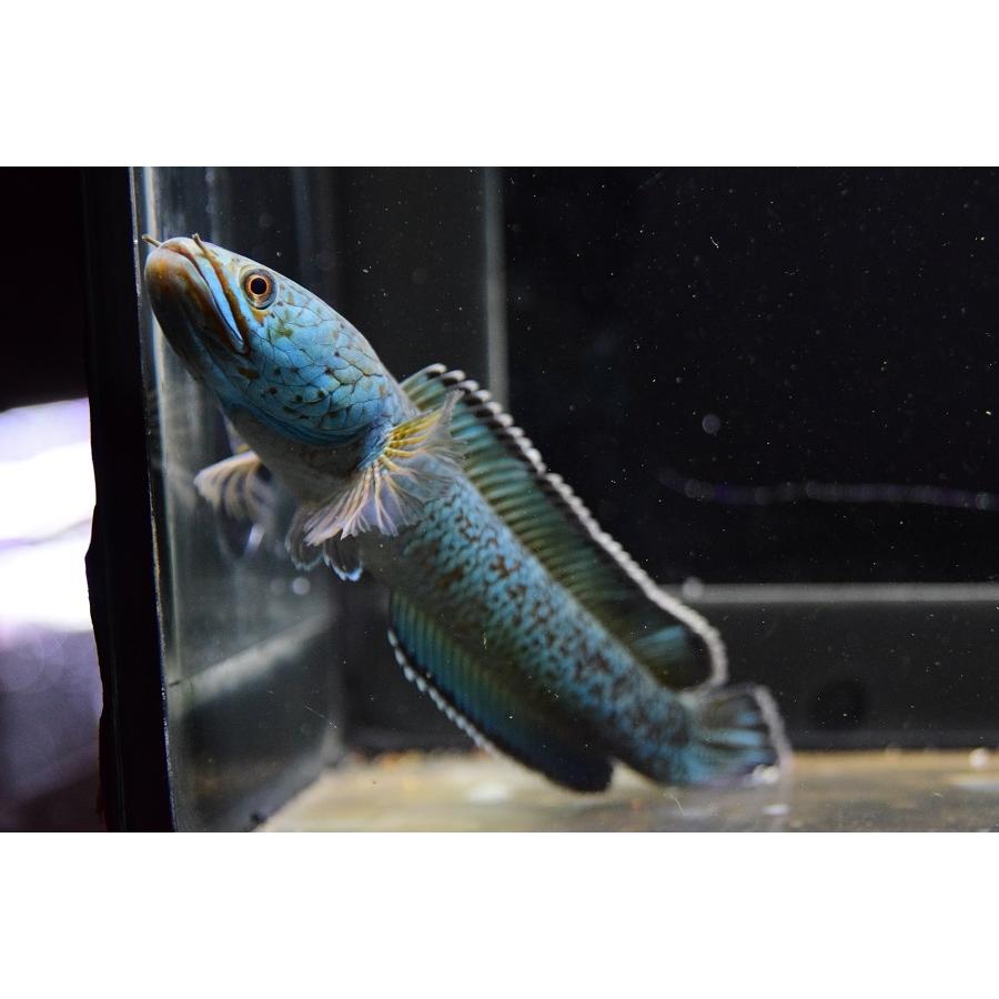 チャンナ・アリストネイ　”インド”　17cm 