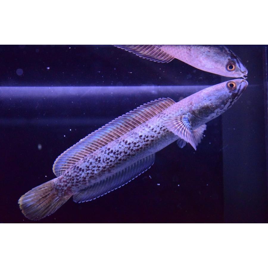 激安大特価 観賞魚生体 綺麗なスチュワート スチュワートスネークヘッド インド 14cm Www Threeriversofs Com