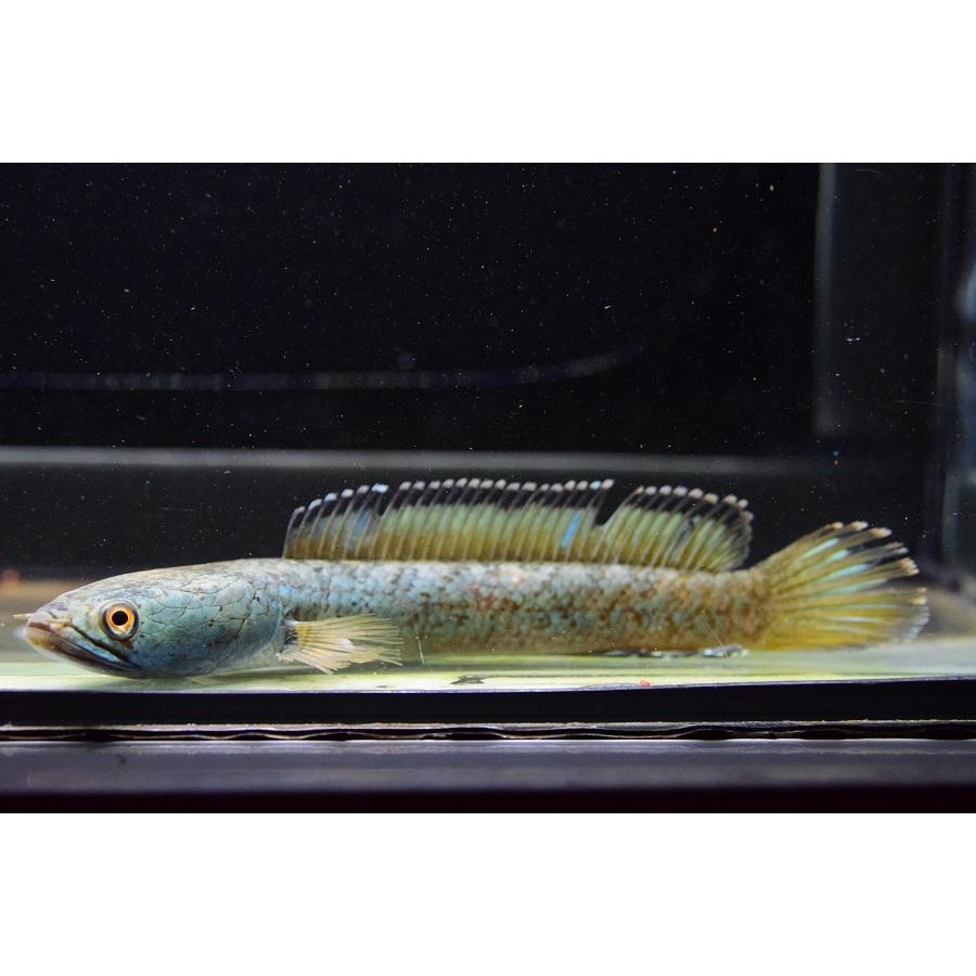 チャンナcf.アリストネイ　”インド”　15-16cm　り