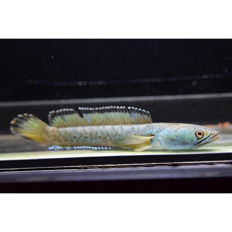 チャンナcf.アリストネイ　”インド”　15-16cm　り 