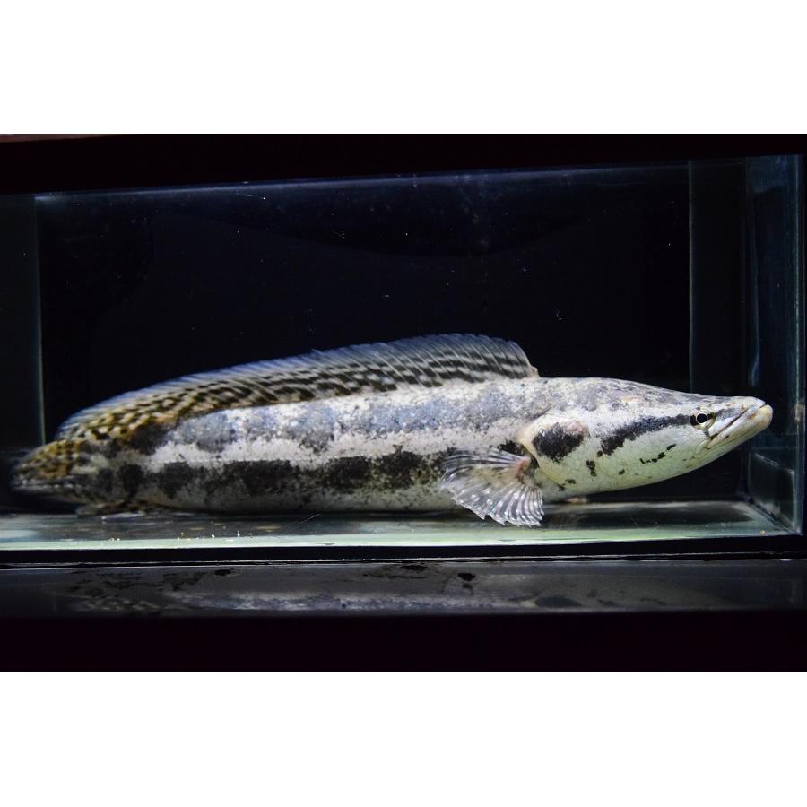 アーモンドスネークヘッド