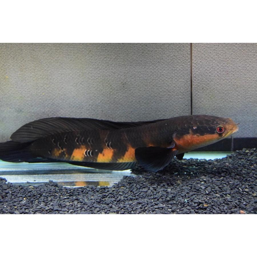 チャンナ・メラノプテルス　”セバンガウ”　53-54cm