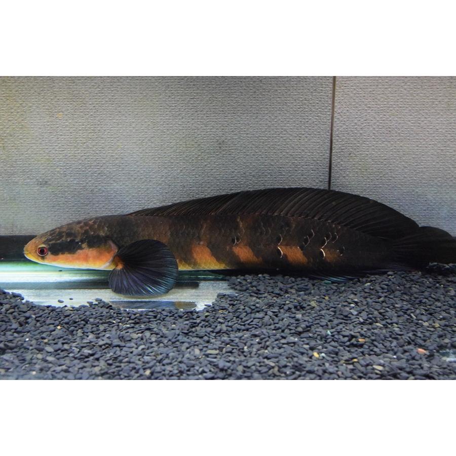 新作マット・カーペット チャンナ・メラノプテルス　”セバンガウ”　53-54cm 【G1868820640】(68080円)