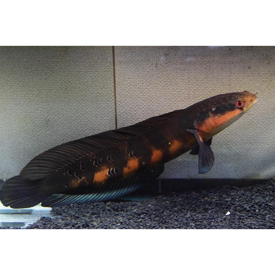 新作マット・カーペット チャンナ・メラノプテルス　”セバンガウ”　53-54cm 【G1868820640】(68080円)