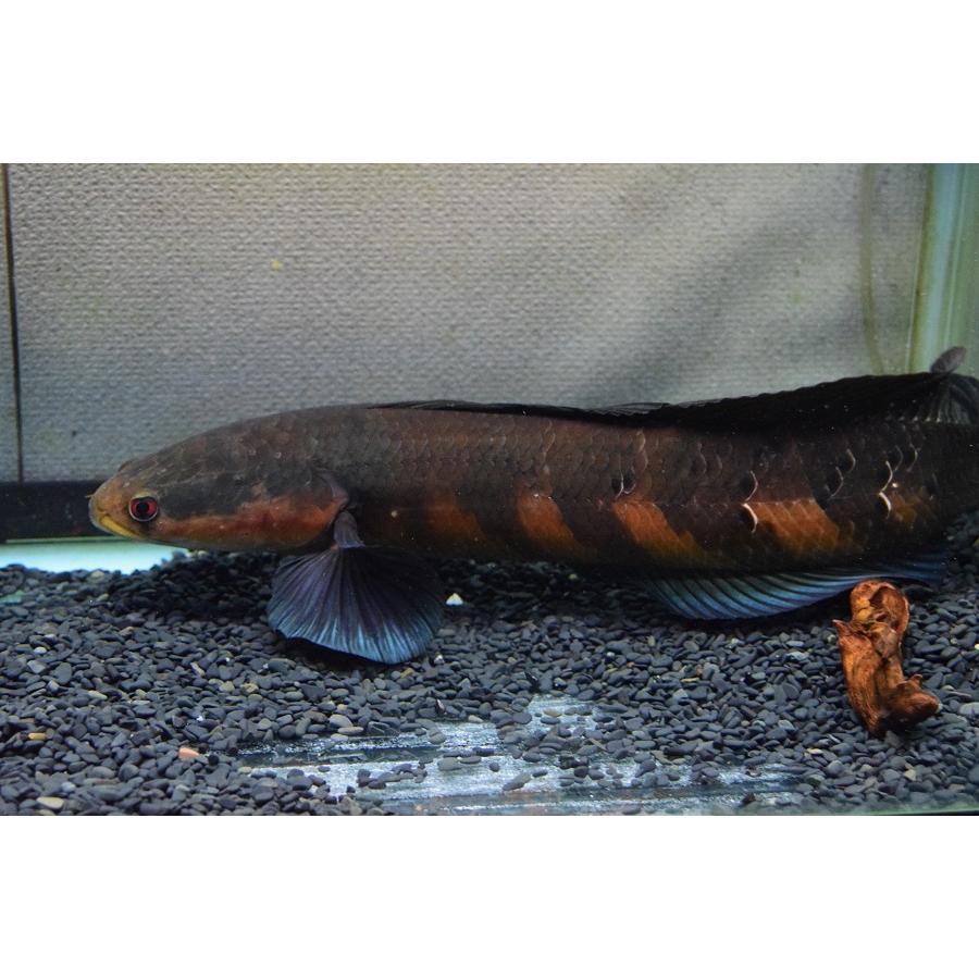 新作マット・カーペット チャンナ・メラノプテルス　”セバンガウ”　53-54cm 【G1868820640】(68080円)