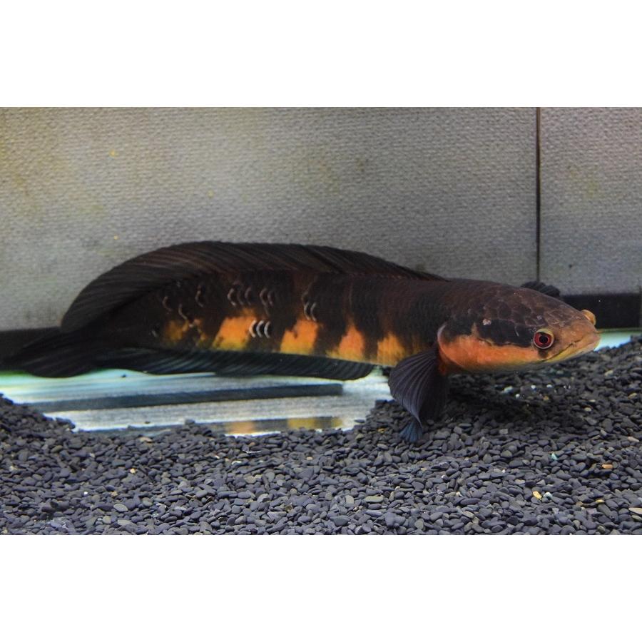 新作マット・カーペット チャンナ・メラノプテルス　”セバンガウ”　53-54cm 【G1868820640】(68080円)