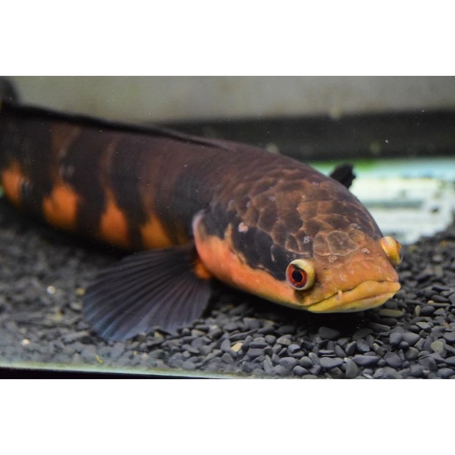 新作マット・カーペット チャンナ・メラノプテルス　”セバンガウ”　53-54cm 【G1868820640】(68080円)