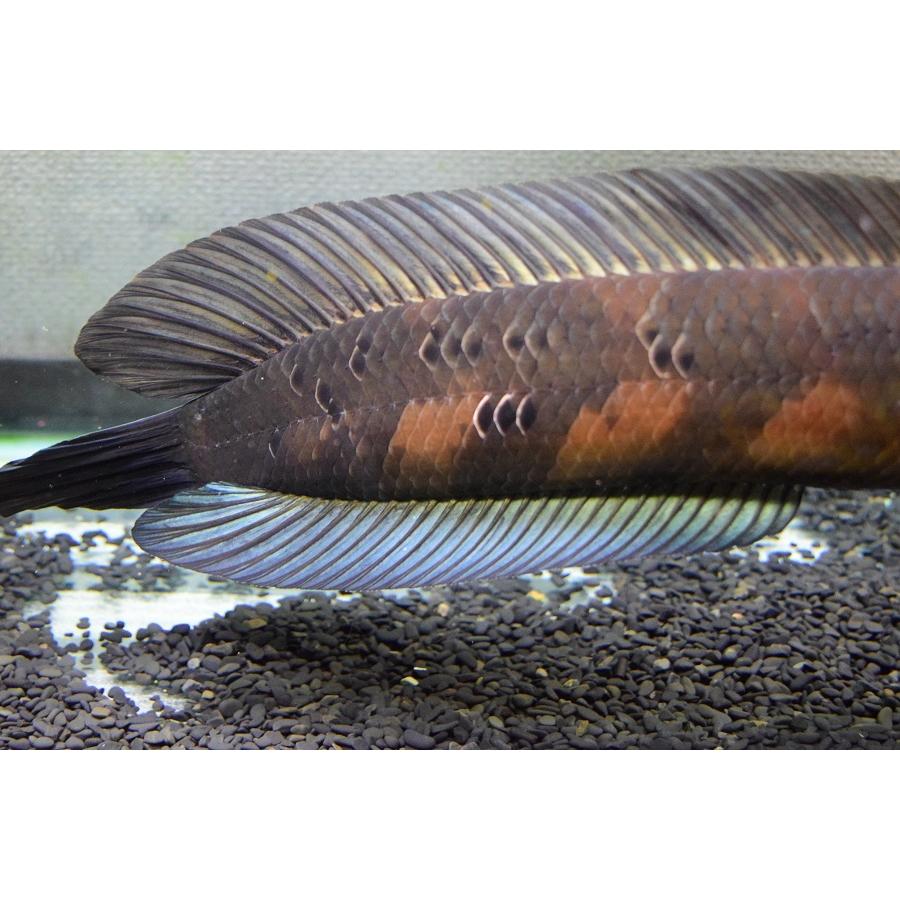 新作マット・カーペット チャンナ・メラノプテルス　”セバンガウ”　53-54cm 【G1868820640】(68080円)