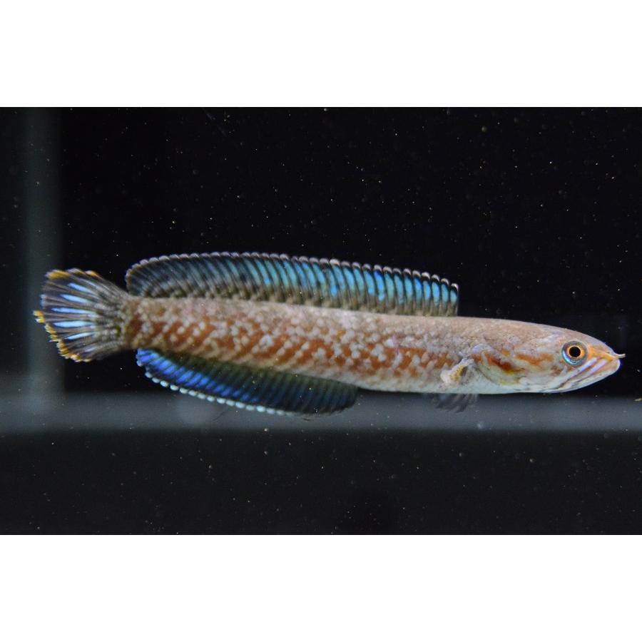 ニューレインボースネークヘッド インド 6 8cm 専門ショップ