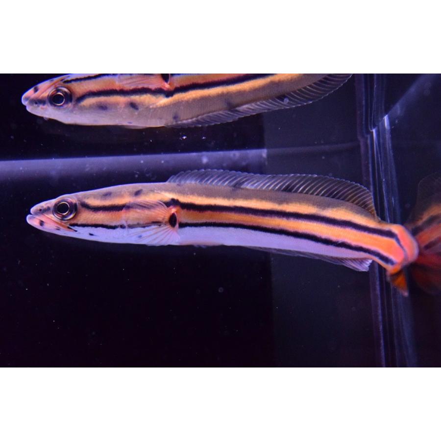 熱帯魚 スネークヘッド エンペラー ディプログラマ