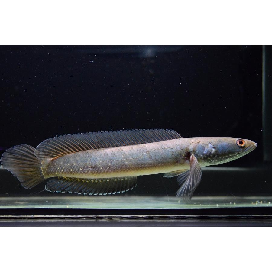 チャンナ・シアノスピロス　”インドネシア”　19cm程　No.2