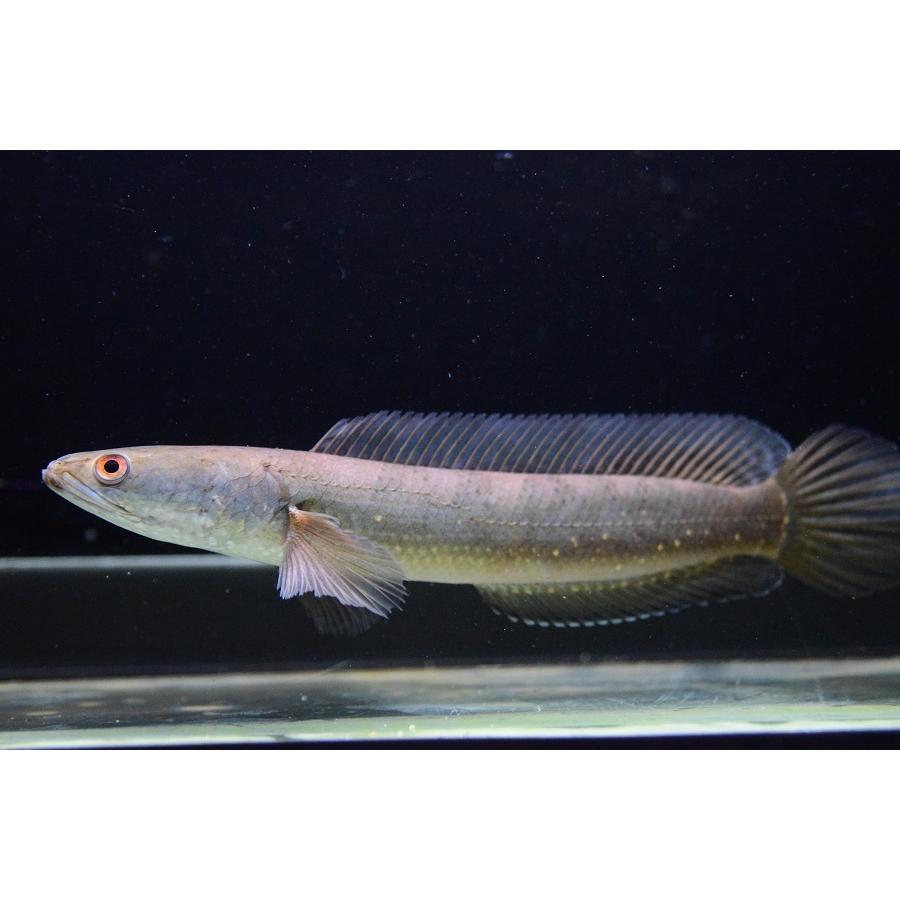 【新品訳あり】 チャンナ・シアノスピロス　”インドネシア”　19cm程　No.2 【W2193061013】(14000円)