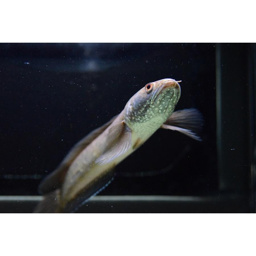 【新品訳あり】 チャンナ・シアノスピロス　”インドネシア”　19cm程　No.2 【W2193061013】(14000円)