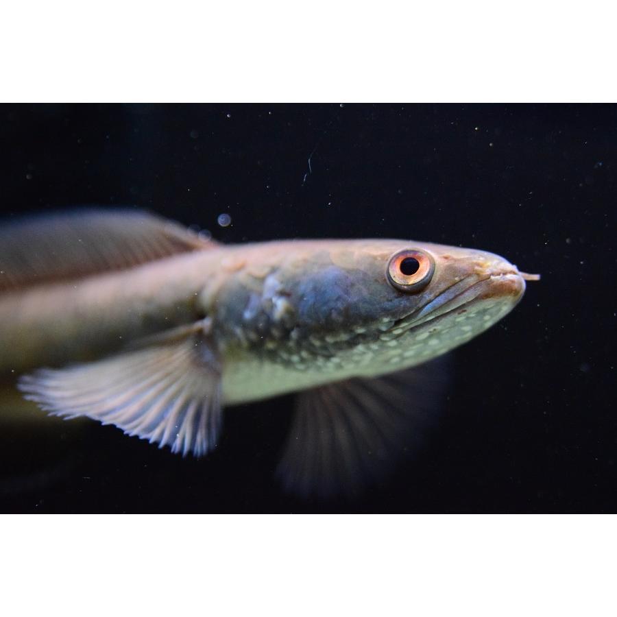 【新品訳あり】 チャンナ・シアノスピロス　”インドネシア”　19cm程　No.2 【W2193061013】(14000円)