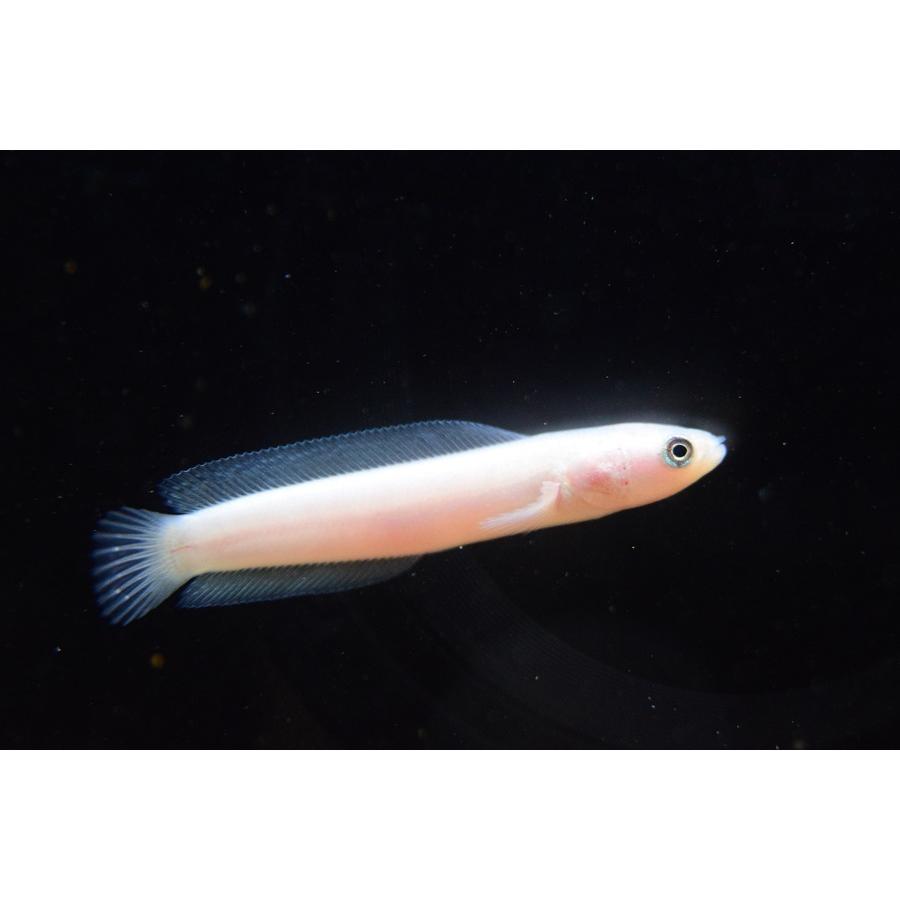 プラチナコウタイ　5-5.5cm 