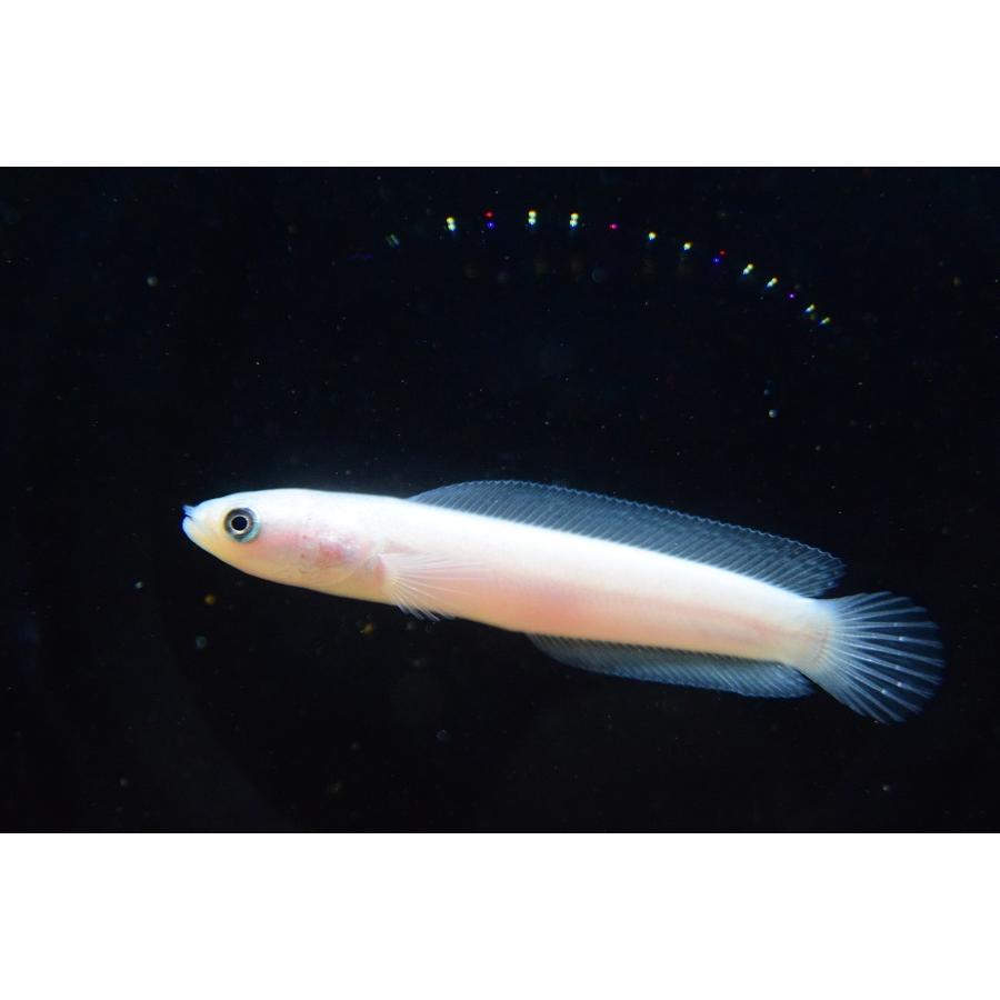 プラチナコウタイ　5-5.5cm 