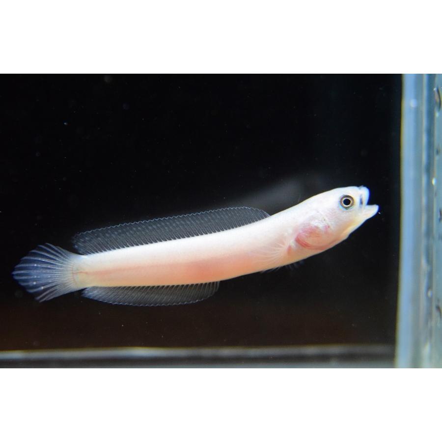 プラチナコウタイ　5-5.5cm 