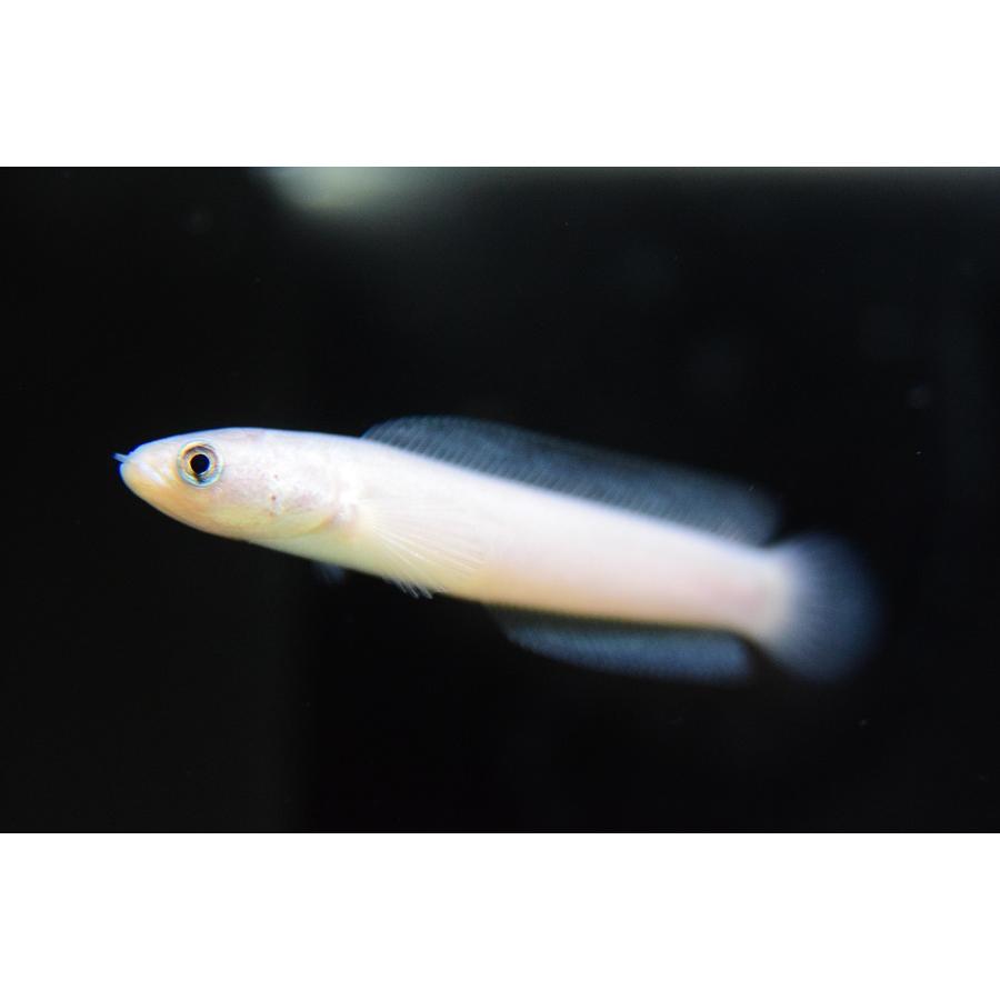 プラチナコウタイ 6cm程 破格値下げ