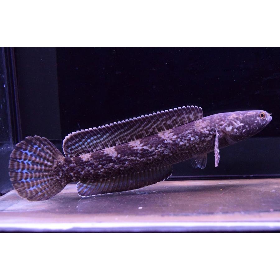 チャンナsp.コバルト　”シェルリバー”　Ａ　17cm