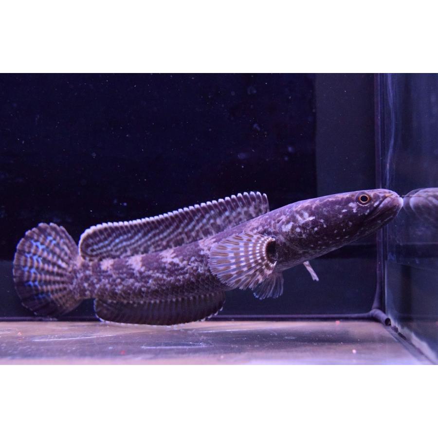 チャンナsp.コバルト　”シェルリバー”　Ａ　17cm 