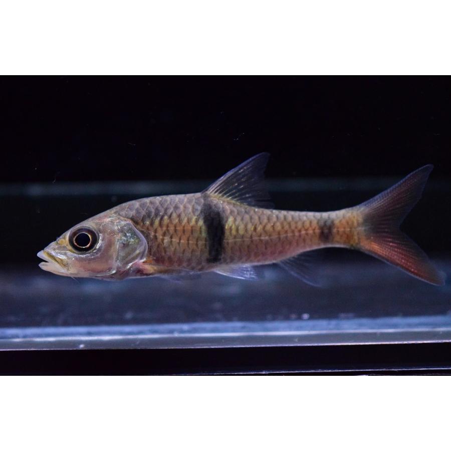 ハンパラバルブ 8 9cm Koi1 World Rivers Net 通販 Yahoo ショッピング