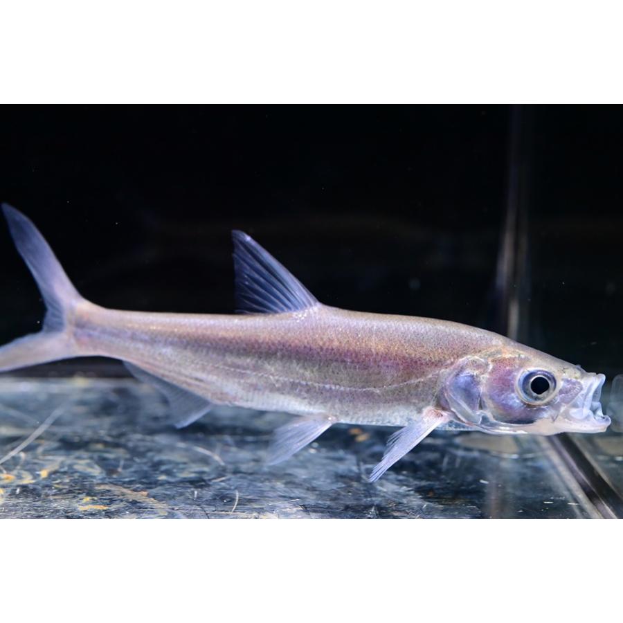 モウコカワヒラ ”中国” 14cm程の画像
