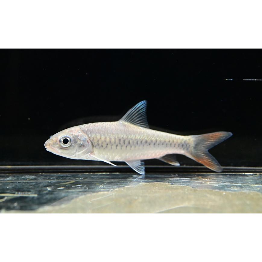 ラベオバルブスsp. ”タンザニア” 8cm程 : WORLD RIVERS net - 通販 
