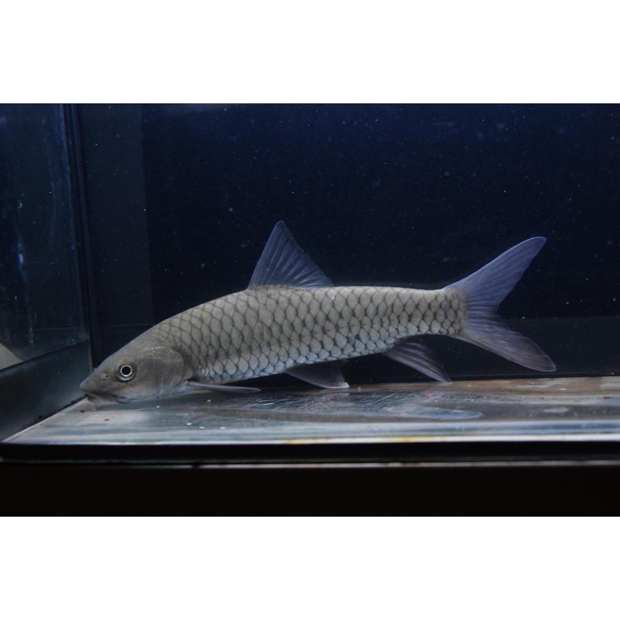 台湾マハシール 23cm Koi3 World Rivers Net 通販 Yahoo ショッピング