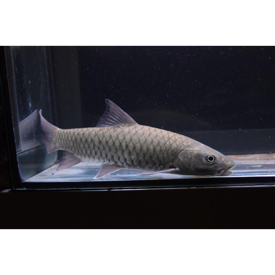 台湾マハシール 23cm Koi3 World Rivers Net 通販 Yahoo ショッピング