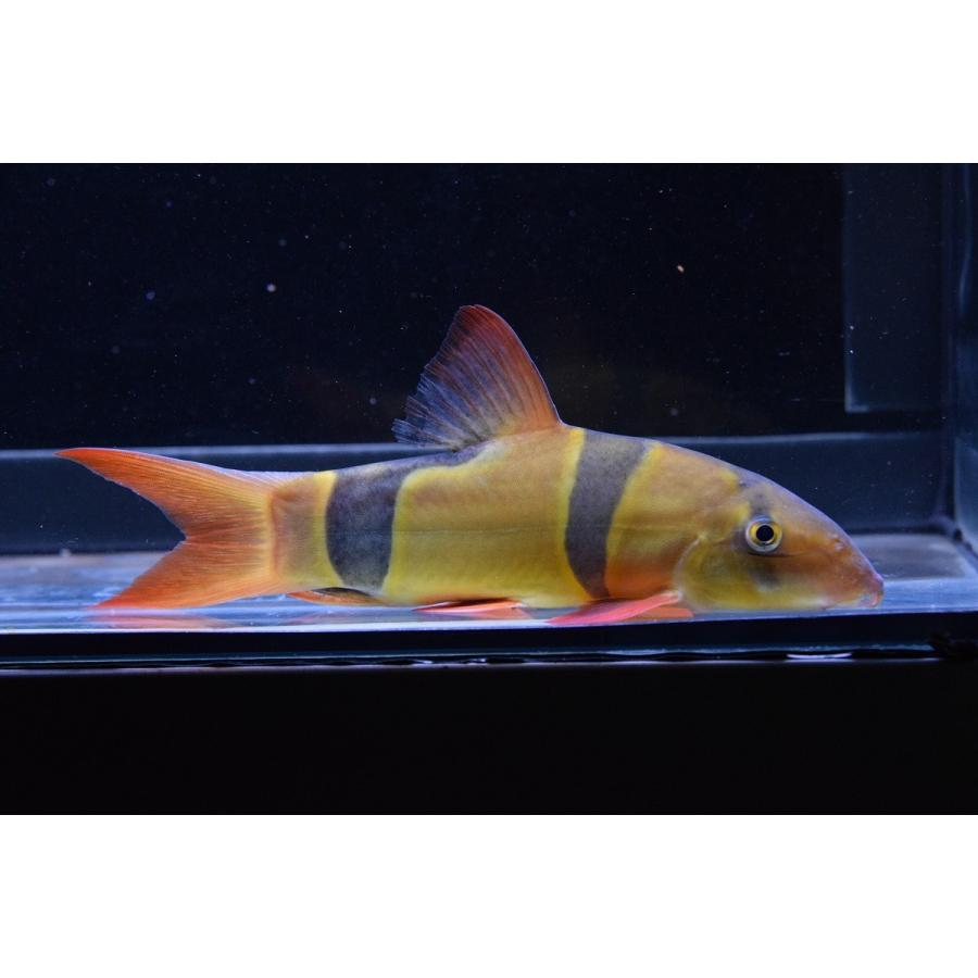 クラウンローチ 19 cm Koi4 World Rivers Net 通販 Yahoo ショッピング