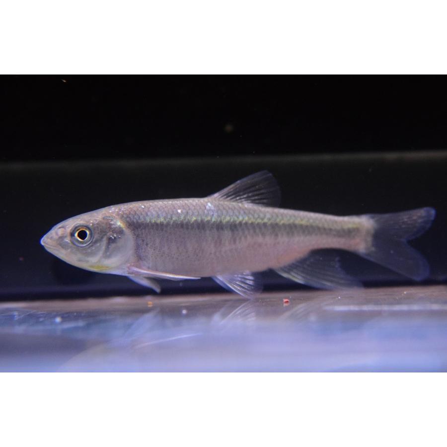 タカサゴオイカワ 台湾 ペア 8cm程 Koi217 World Rivers Net 通販 Yahoo ショッピング