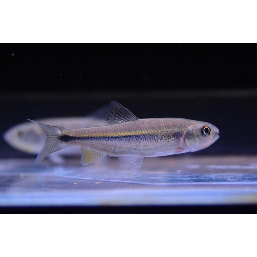 台湾アカハラ 8cm程 Koi218 World Rivers Net 通販 Yahoo ショッピング