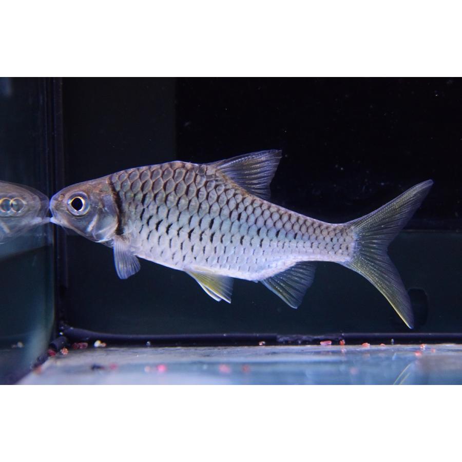 イエローフィンバルブ サルウィン川 8 9cm程 Koi232 World Rivers Net 通販 Yahoo ショッピング